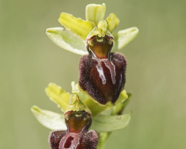 sm_orchis2N1188 Flower of the terrestrial Early spider orchid (Ophrys aranifera), a prominant example of sexual mimicry in plants, Canton Valais, Switzerland