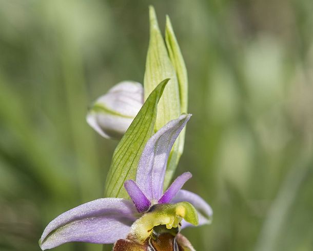 sm_orchis2N1189 Flower of the terrestrial Early spider orchid (Ophrys fuciflora), a prominant example of sexual mimicry in plants, Canton Valais, Switzerland