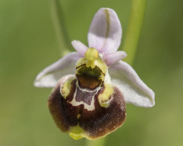 sm_orchis2N1193 Flower of the terrestrial Late spider orchid (Ophrys fuciflora), a prominant example of sexual mimicry in plants, Canton Geneva, Switzerland