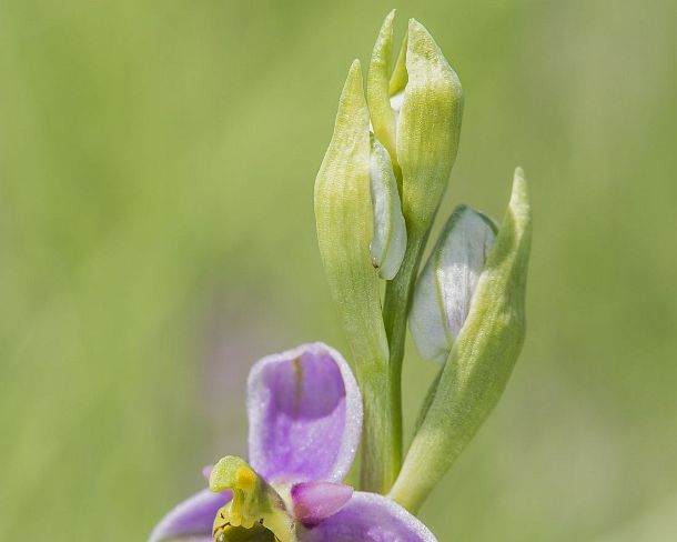 sm_orchis2N1194 Flower of the terrestrial Late spider orchid (Ophrys fuciflora), a prominant example of sexual mimicry in plants, Canton Geneva, Switzerland