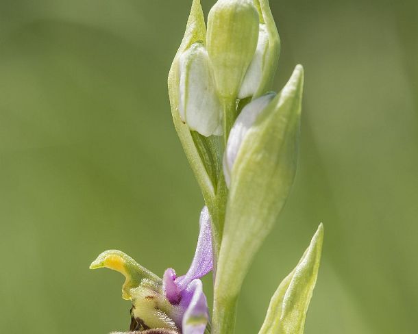 sm_orchis2N1195 Flower of the terrestrial Late spider orchid (Ophrys fuciflora), a prominant example of sexual mimicry in plants, Canton Geneva, Switzerland