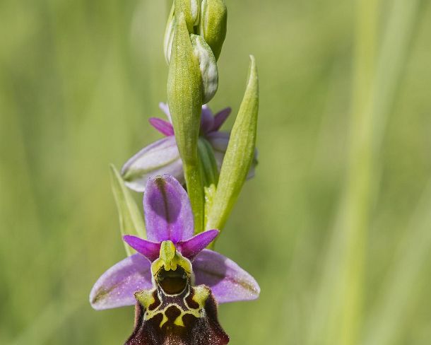 sm_orchis2N1196 Flower of the terrestrial Late spider orchid (Ophrys fuciflora), a prominant example of sexual mimicry in plants, Canton Geneva, Switzerland