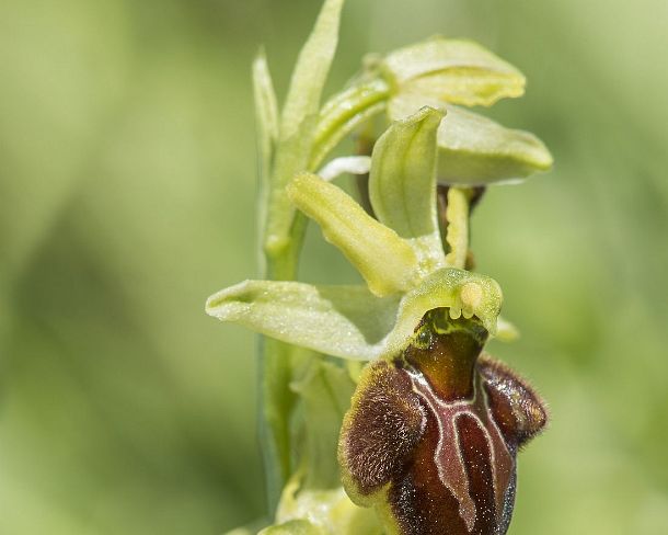 sm_orchis2N1197 Flower of the terrestrial Early spider orchid (Ophrys aranifera), a prominant example of sexual mimicry in plants, Canton Valais, Switzerland