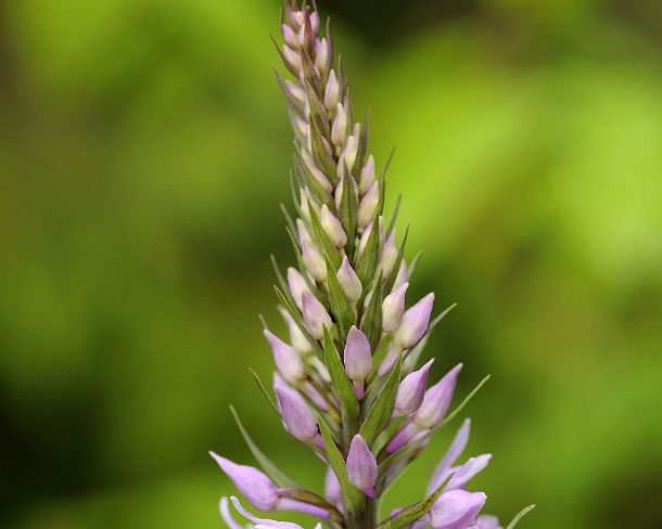 sm_terr_orcN1074 Heath Spotted Orchid, Dactylorhiza maculata, European terrestrial orchid, Lermos, Austria