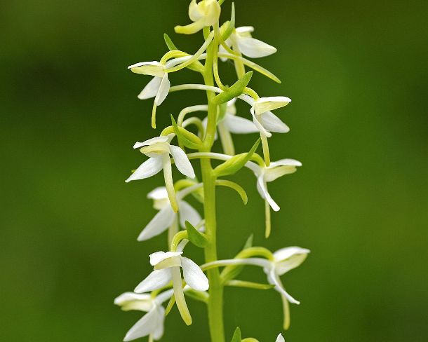 sm_terr_orcN1076 Lesser Butterfly-orchid, Platanthera bifolia
