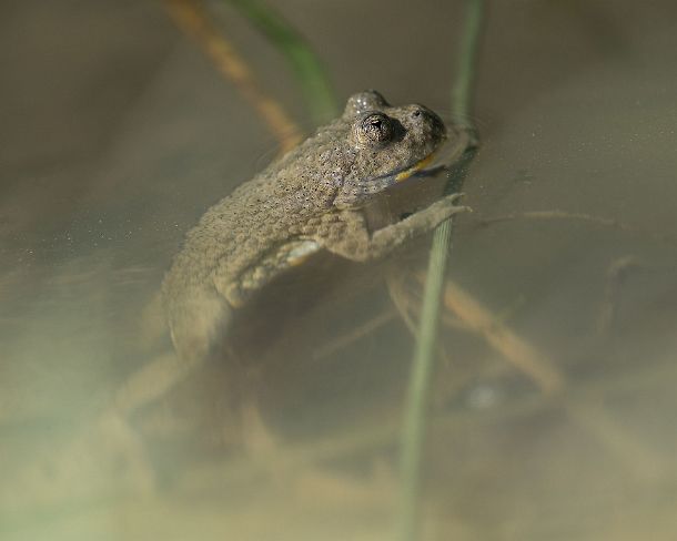 smGVA_4661_g Yellow-bellied toad (Bombina variegata) recognizable by its heart-shaped pupils, Famiy of fire-bellied toads (Bombinatoridae), Haute-Savoie, France