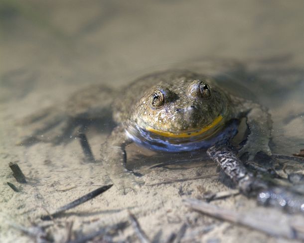 smGVA_4672_g Yellow-bellied toad (Bombina variegata) recognizable by its heart-shaped pupils, Famiy of fire-bellied toads (Bombinatoridae), Haute-Savoie, France