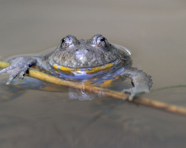 smGVA_4727_g Yellow-bellied toad (Bombina variegata) recognizable by its heart-shaped pupils, Famiy of fire-bellied toads (Bombinatoridae), Haute-Savoie, France