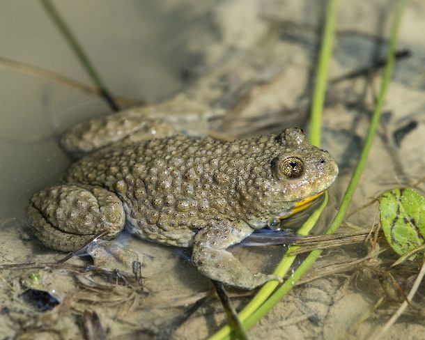 smGVA_4763_g Yellow-bellied toad (Bombina variegata) recognizable by its heart-shaped pupils, Famiy of fire-bellied toads (Bombinatoridae), Haute-Savoie, France