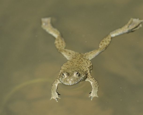 smGVA_MSC_cu5920_g Yellow-bellied toad (Bombina variegata) recognizable by its heart-shaped pupils, Famiy of fire-bellied toads (Bombinatoridae), Chancy, Switzerland