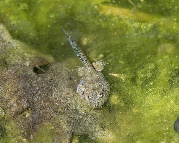 smGVA_MSC_cu7418_g Larva of Yellow-bellied toad (Bombina variegata) recognizable by its heart-shaped pupils, Famiy of fire-bellied toads (Bombinatoridae), Chancy, Switzerland