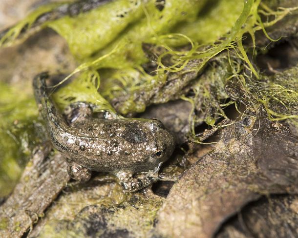 smGVA_MSC_cu7523_g Fully-grown larva of Yellow-bellied toad (Bombina variegata) recognizable by its heart-shaped pupils, Famiy of fire-bellied toads (Bombinatoridae), Chancy,...