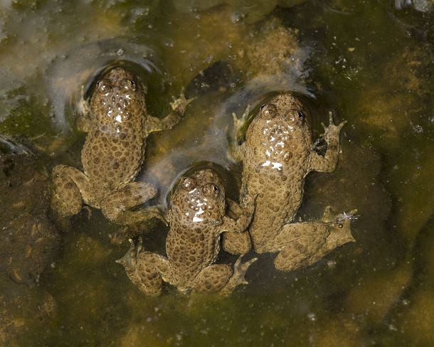 smGVA_MSC_cu7592_g Group of Yellow-bellied toads (Bombina variegata) recognizable by its heart-shaped pupils, Famiy of fire-bellied toads (Bombinatoridae), Chancy, Switzerland