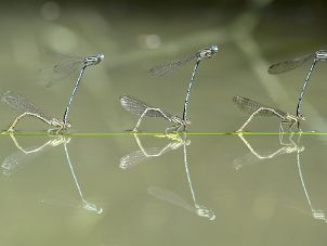 European dragonflies