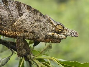 Madagascar Chameleons and more